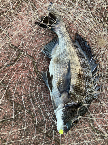 クロダイの釣果