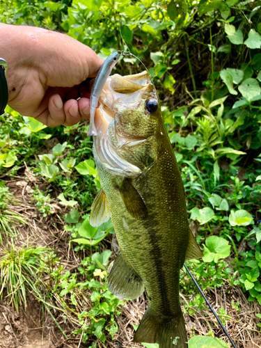 ラージマウスバスの釣果