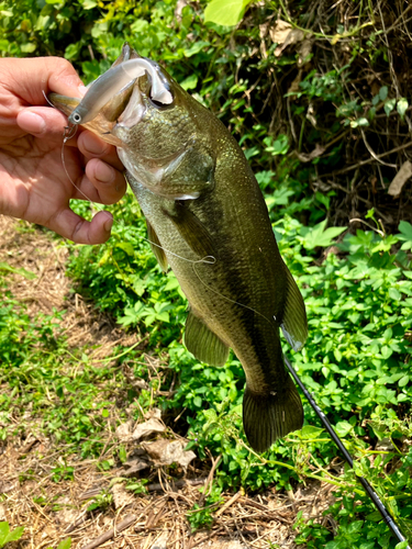 ラージマウスバスの釣果