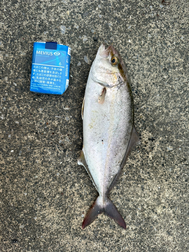 ショゴの釣果