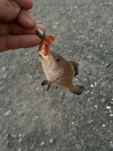 オオモンハタの釣果