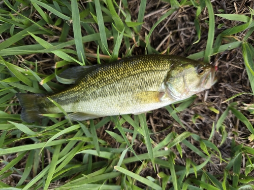 ラージマウスバスの釣果