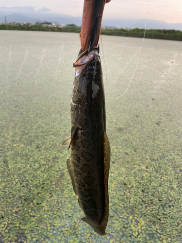 ライギョの釣果