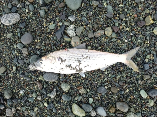 コノシロの釣果