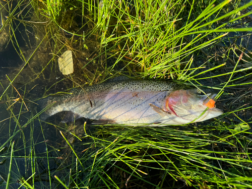 ニジマスの釣果