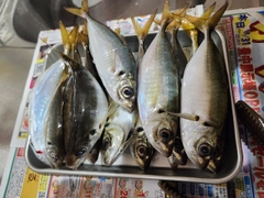 アジの釣果