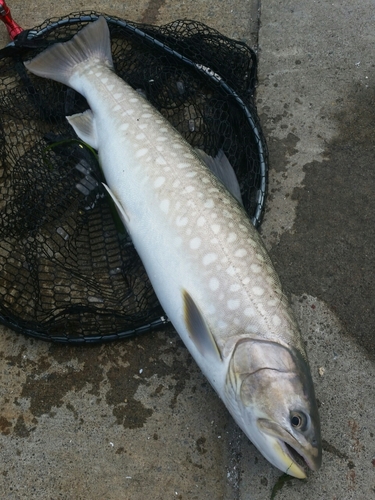 アメマスの釣果