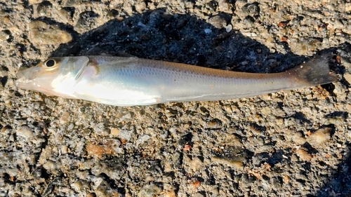 キスの釣果