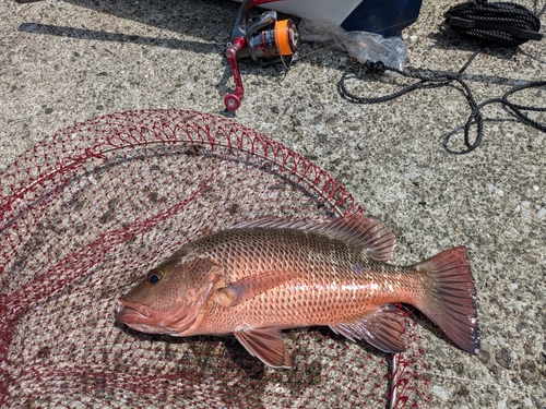 アカマダラハタの釣果