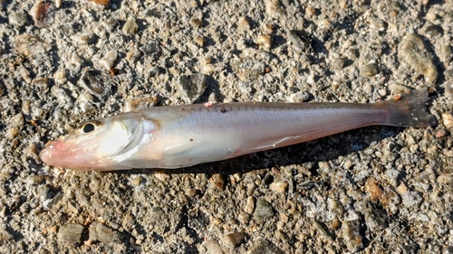 キスの釣果