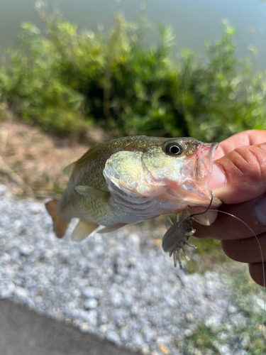 ブラックバスの釣果