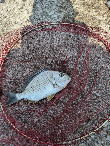 ヘダイの釣果