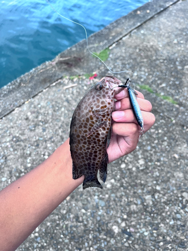 オオモンハタの釣果