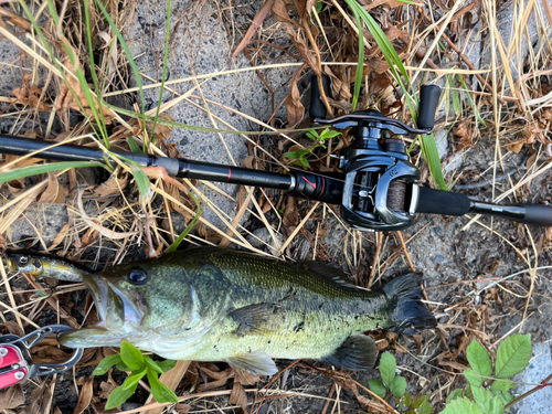 ラージマウスバスの釣果