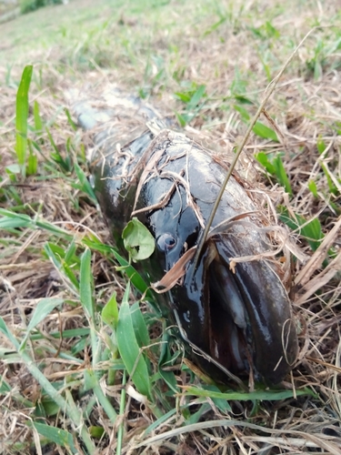 ナマズの釣果