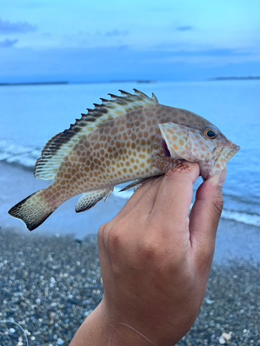 オオモンハタの釣果