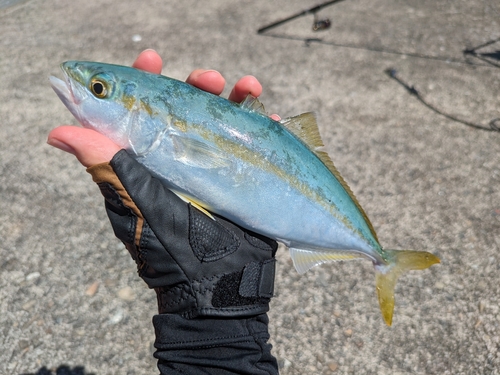 ワカシの釣果