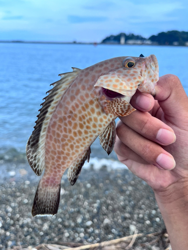 オオモンハタの釣果