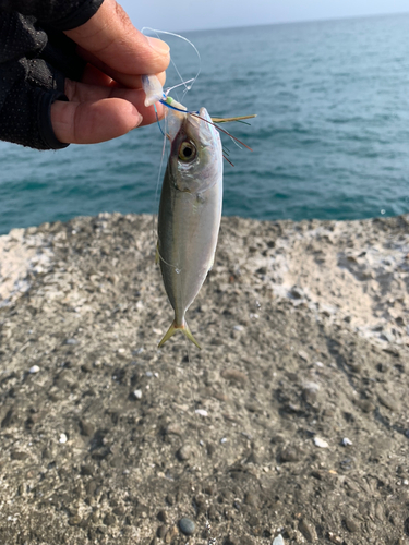 キビナゴの釣果