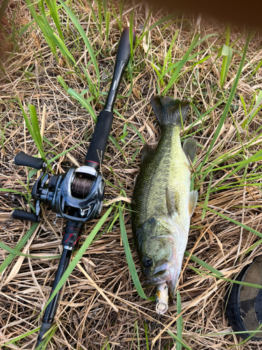 ラージマウスバスの釣果