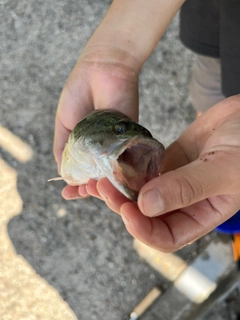 ラージマウスバスの釣果