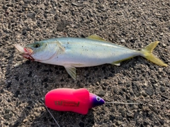 ツバスの釣果