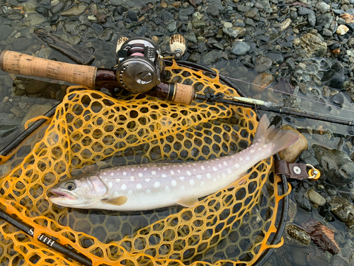 アメマスの釣果