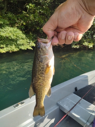 ラージマウスバスの釣果