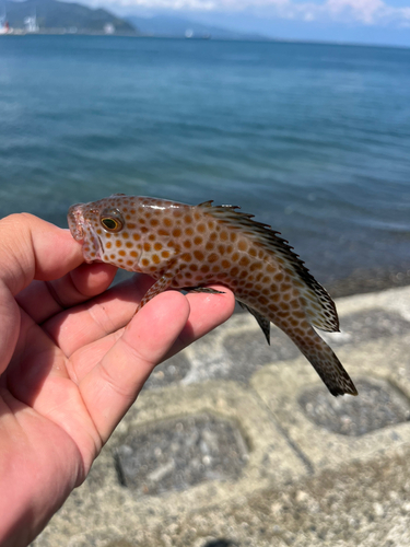 オオモンハタの釣果