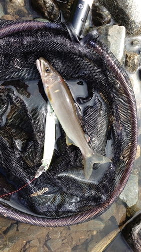 アユの釣果