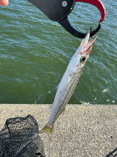 カマスの釣果