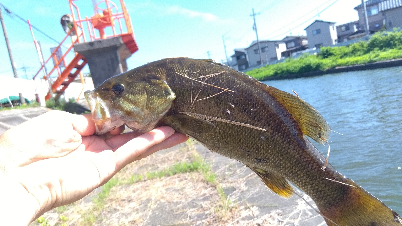 スモールマウスバス