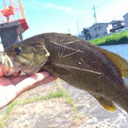 スモールマウスバス