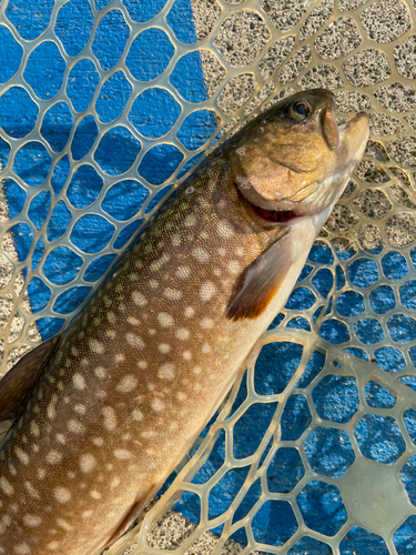 イワナの釣果