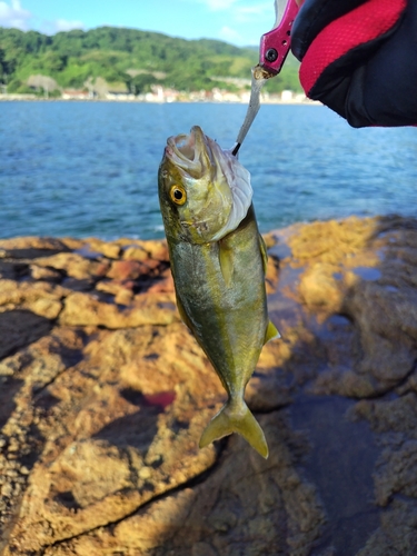 シオの釣果