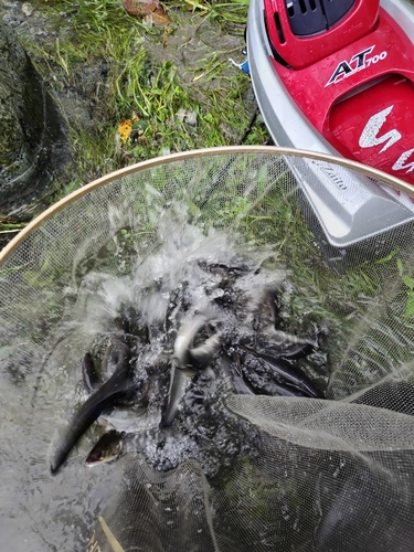 アユの釣果