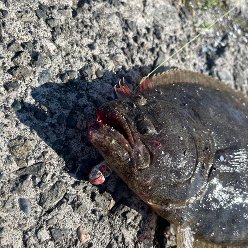 ヒラメの釣果