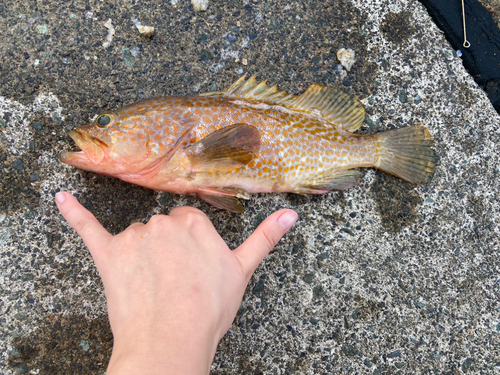 キジハタの釣果