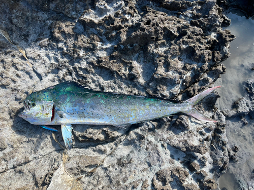 シイラの釣果