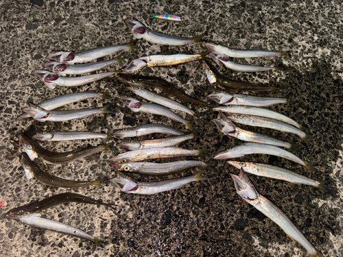 カマスの釣果