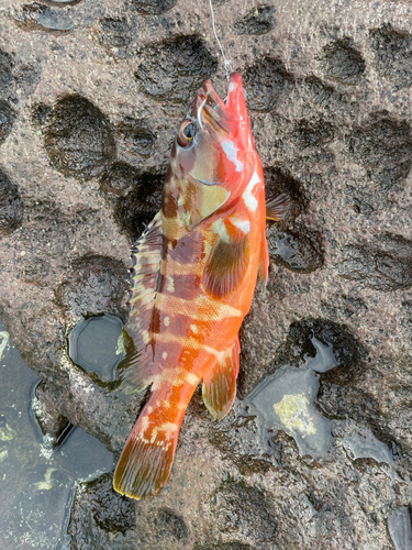 アカハタの釣果