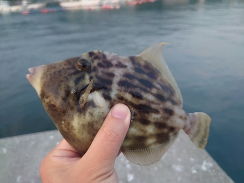 カワハギの釣果