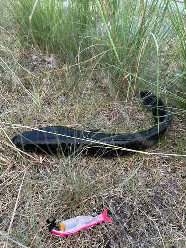 ライギョの釣果