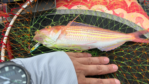 イトヨリダイの釣果