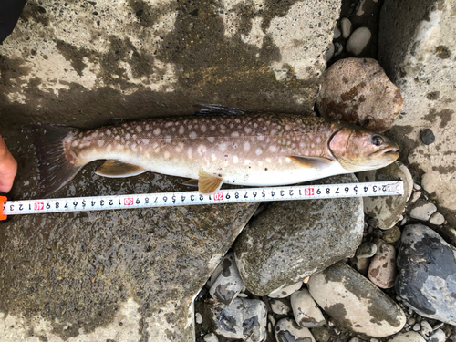 アメマスの釣果