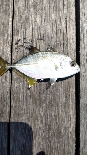 シロギスの釣果