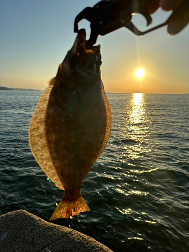 ヒラメの釣果