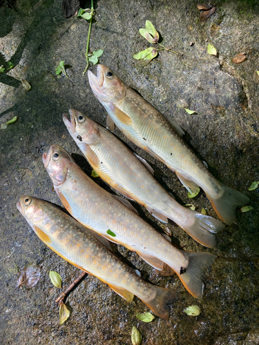 ニッコウイワナの釣果