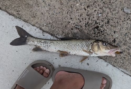 ニゴイの釣果