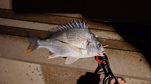 キビレの釣果